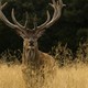 Deer_Hunter_2
