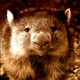 Jestem_wombatem