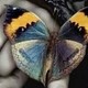 la__mariposa