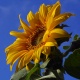 sunflower82