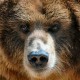 Bear141