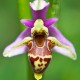 ophrys