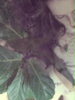 sootymoth