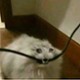 Gizmo_710