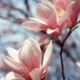 magnolia1007