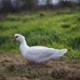 Patrykwl