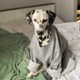 kangorooo