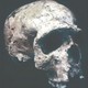 pitekantropus