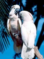 Papugi