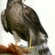 hawk21cmb