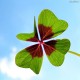 4_leafclover