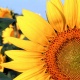 Sunflower_7