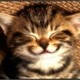 SunnyCat