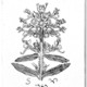 panilania
