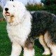 Bobtail