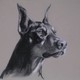 Doberman_20