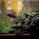 lucyna_1958