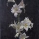 Flower_Lilly