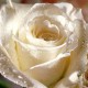 White_Rose05