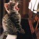 sweet_3
