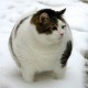 puszumuszuu