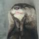 Pandry