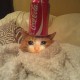 pepethefrogismyhusband