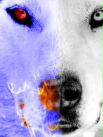 DSGrayWolf