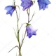 bellflowers