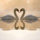 likeabledreamer