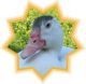 Ducky_Duck