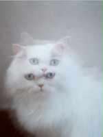 Galaretka_2