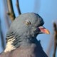 PigeonSnob