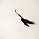 _black_bird_
