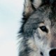 Iwona_P_filmweb
