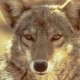 Coyote_94