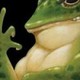 Badfrog