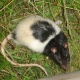ochotona