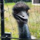 bigbird