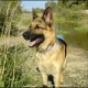 jaroski1