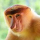 codemonkey