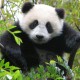 PandaWielka999