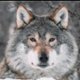 Wolfi_mononoke