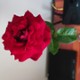 BELETH_58