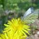 asparagina