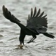 corvus_corone