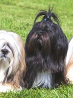 Lhasa_apso_