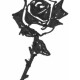 roseondesert