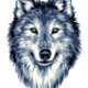 Wolf29