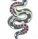 cottonmouth_2